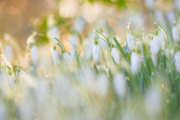 Весна подснежники солнце