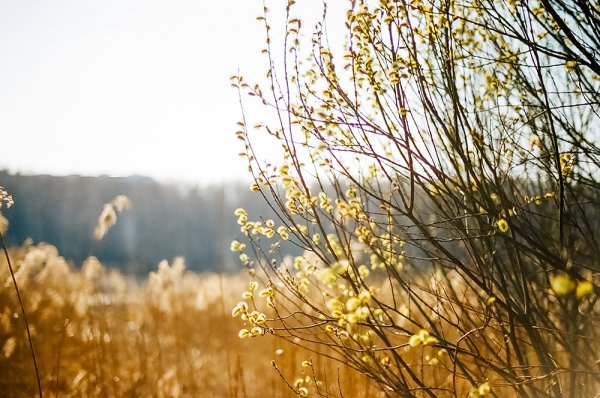 Подснежники Тянь Шань