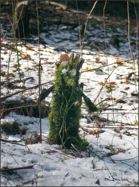 Весна Леший проснулся