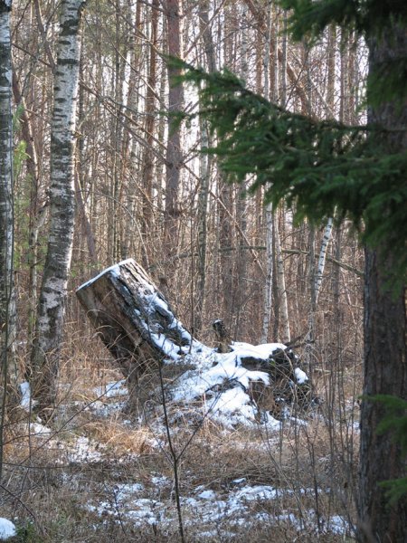 Леший на зеленом фоне