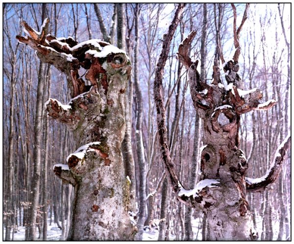 Друид отшельник ДНД