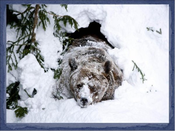 После зимней спячки