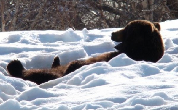 Медведь проснулся