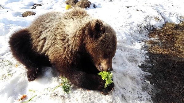 Берлога медведя