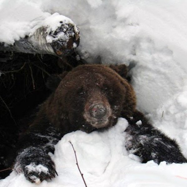 Медведь зимой в берлоге