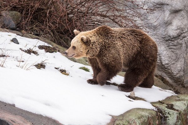 Страшный медведь зимой