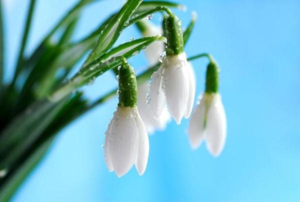 С первым днем весны