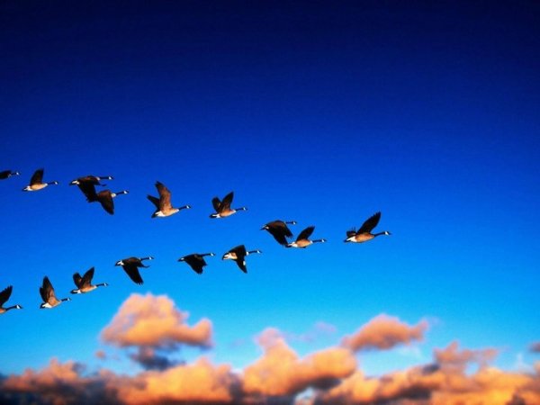 Птицы прилетели