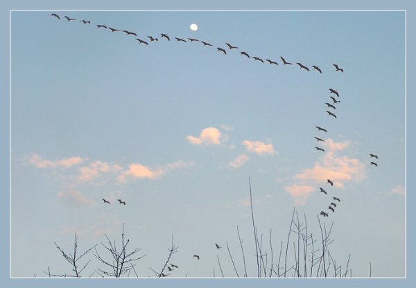 Караван журавлей журавлиный Караван