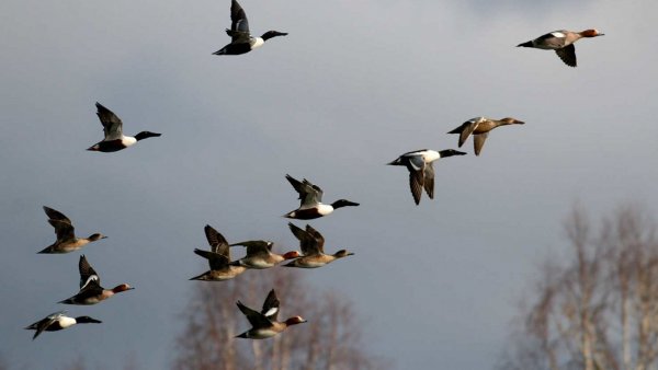 Прилетают перелетные птицы