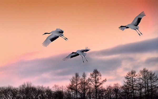 Летят Журавли