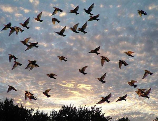 Перелет птиц