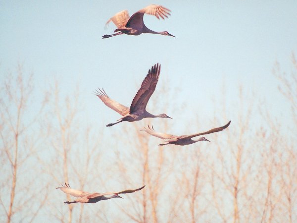 Журавли прилетели