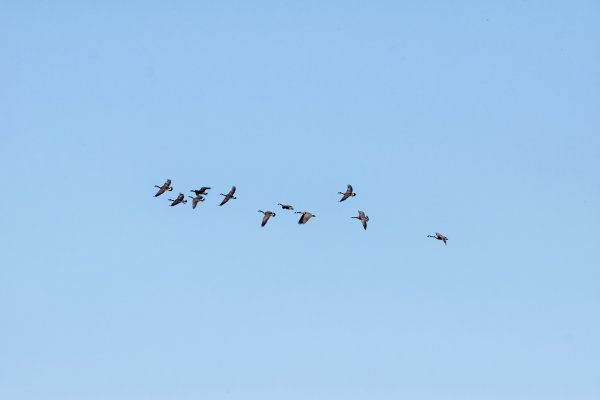 Птицы прилетают с Юга