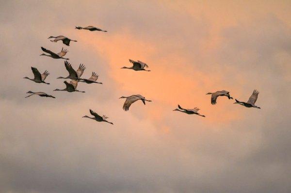 Перелетные птицы улетают на Юг