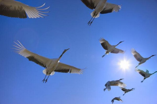 Клин журавлей в небе