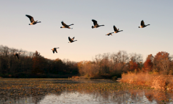 Журавлиный Клин осенью