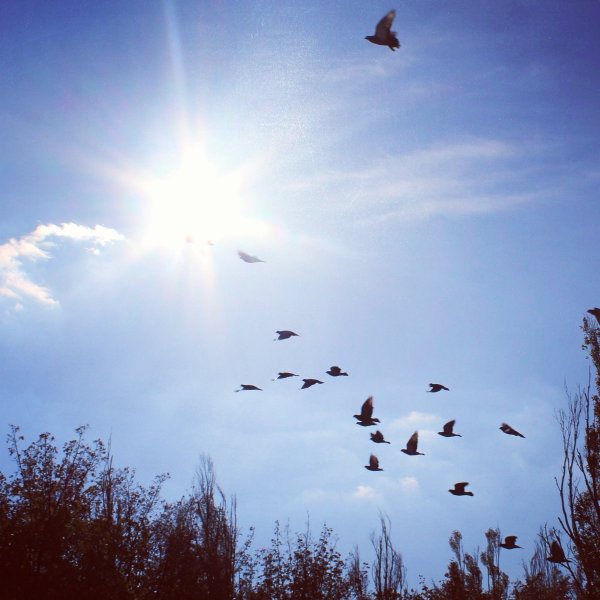 Перелётные птицы журавлиный Клин