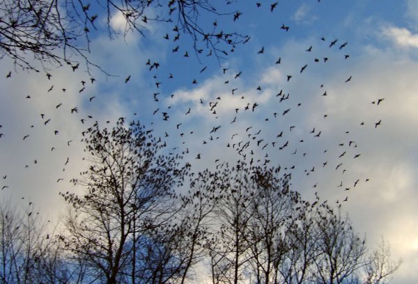 Соколов Микитов улетают Журавли
