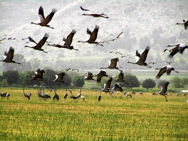 Летающие весенние птицы для детей