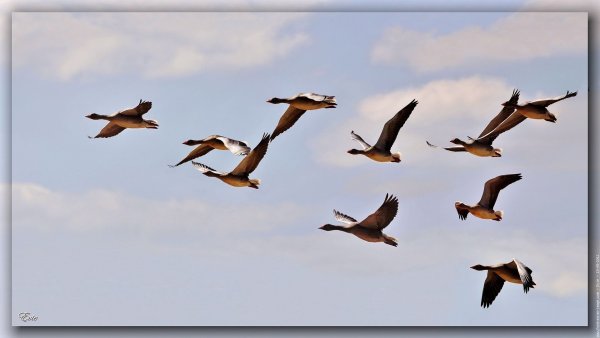 Перелетные птицы