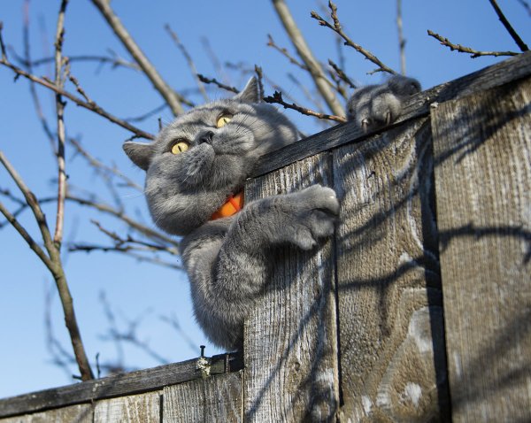 Мартовский кот на заборе