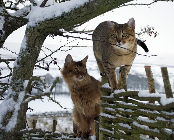 Кот встречает весну