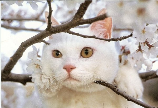 Кот чует весну