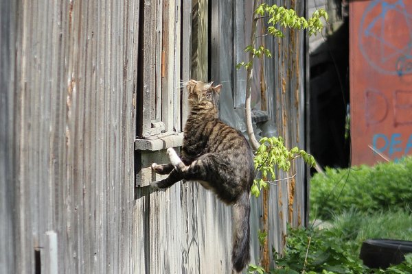 Мартовская кошка