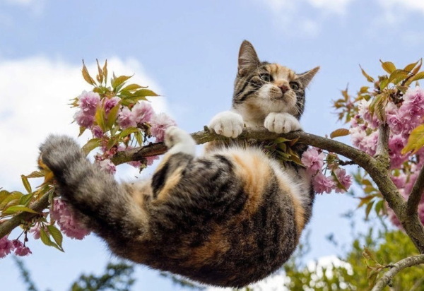 Вербные коты