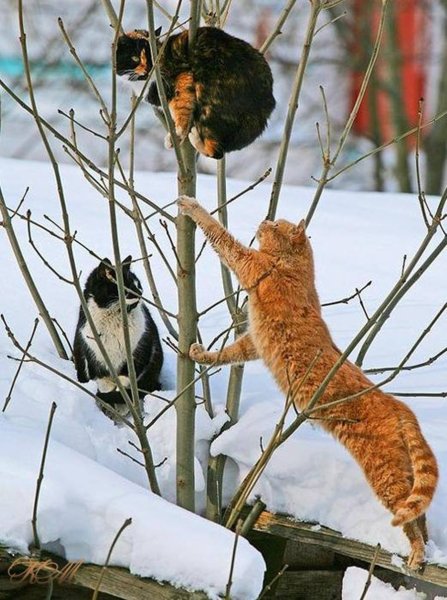 Весенние коты