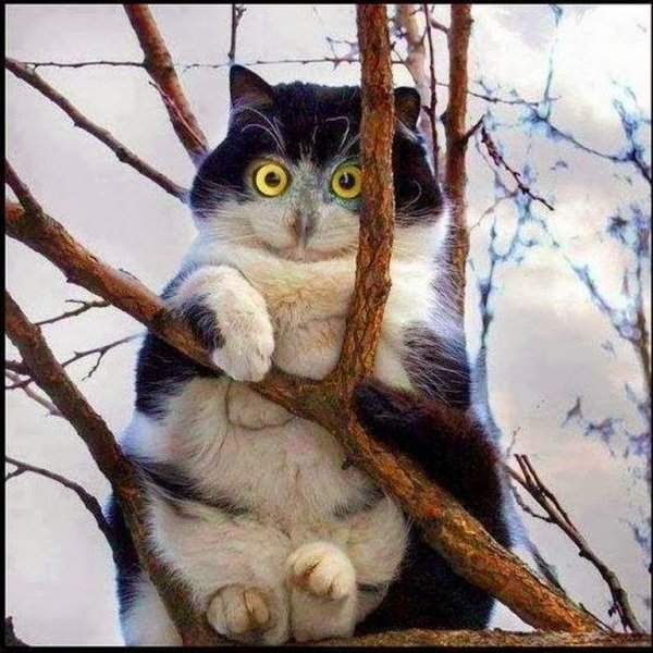 Мартовская кошка
