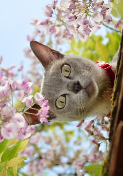 Борис Касьянов художник коты