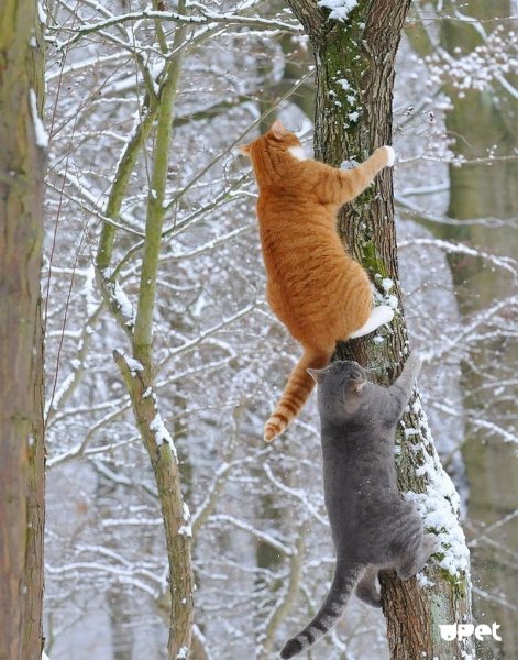 Две кошки в снегу