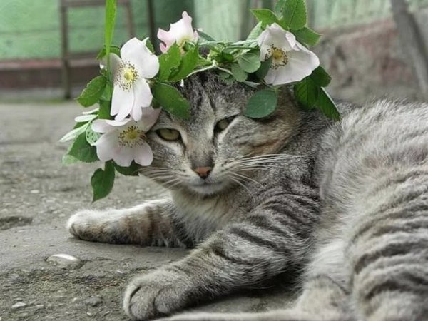 Коты прилетели
