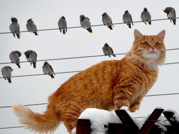 Кот и одуванчик