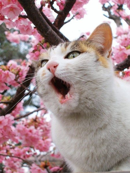 Котик в снегу