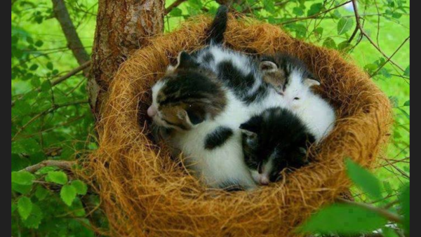 Прекрасного дня котик