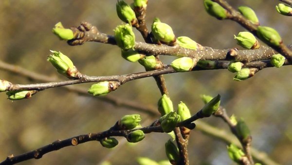 Набухают почки на деревьях