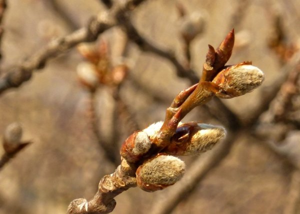 Набухают почки на деревьях