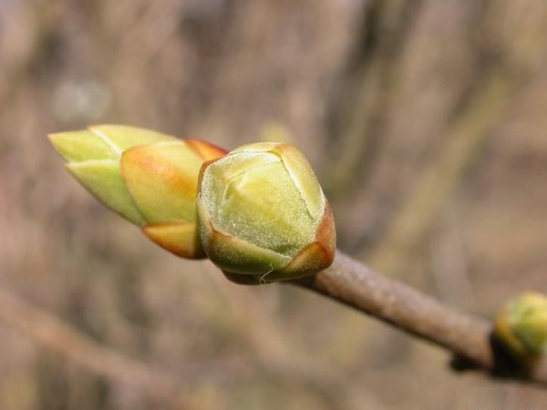 Набухают почки на деревьях