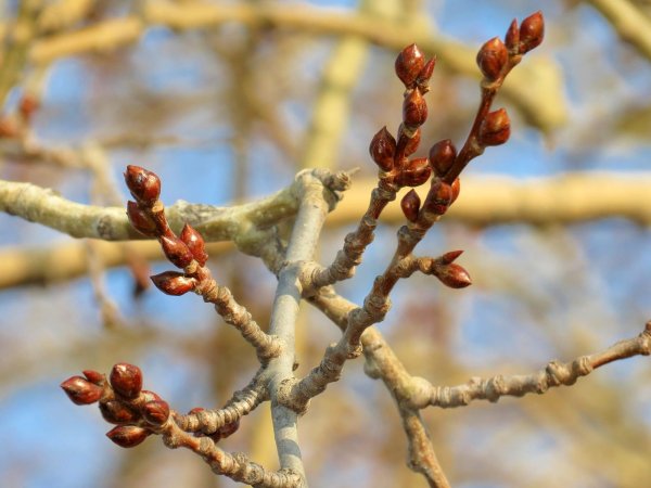 Набухают почки