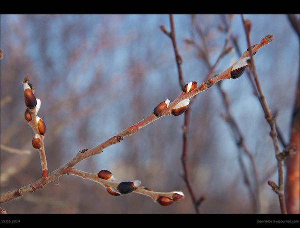 Набухают почки