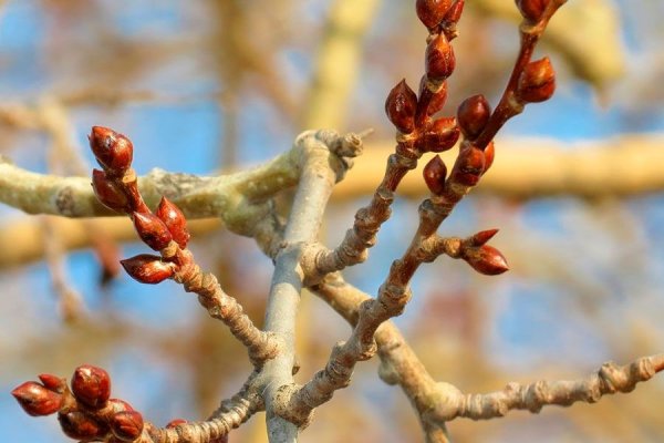 Почки березы