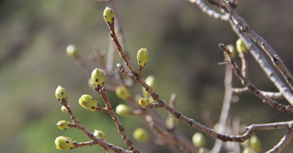 Набухают почки на деревьях