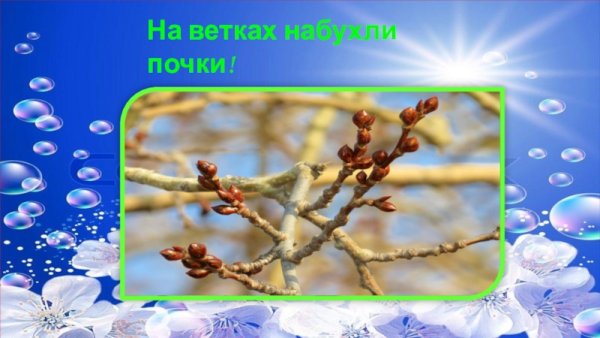 День набухания почек