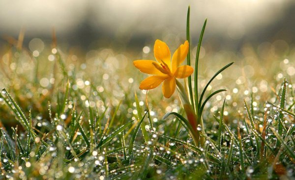 Утренняя Весна