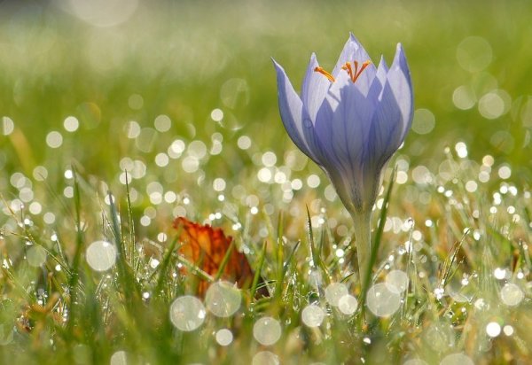 Букет цветов «летний»