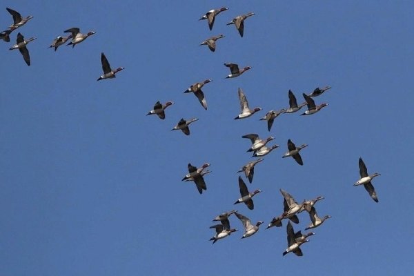 Первые весенние птицы