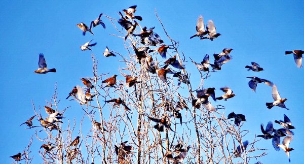 Весенний прилет Скворцов